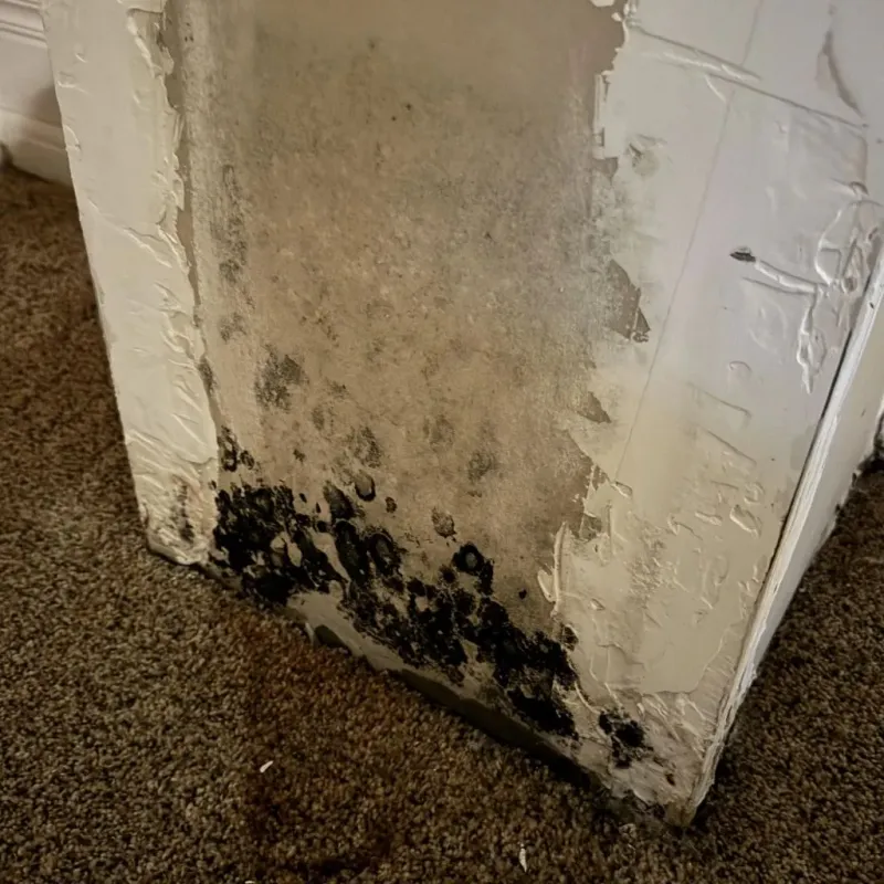 Professional Mold Removal in Groton, MA